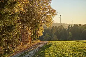 Upper Palatinate Nature Scene Drucke: Forest path on the edge of the forest in autumn