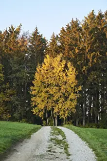 Bavaria Autumn Landscape Drucke: Forest path on the edge of the forest in autumn