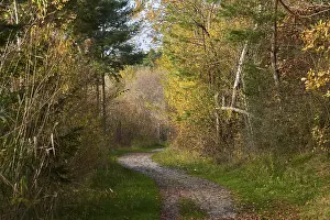 Upper Palatinate Scenery Drucke: Forest path on the edge of the forest in autumn