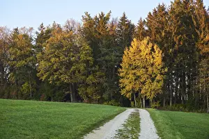 Upper Palatinate Scenery Drucke: Forest path on the edge of the forest in autumn