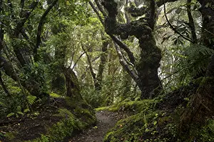 North Island Landscape Photography Drucke: Forest path, gnarled tree, mosses