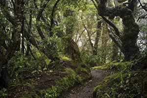 Overgrown With Moss Photo Drucke: Forest path, gnarled tree, mosses
