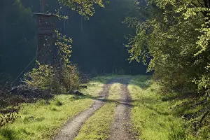 Deserted Forest Trail Drucke: Forest path, hunting lodge, backlight