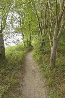 Western Pomerania Scenery Drucke: Forest path, Langenberg, Bansin