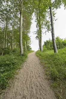 Western Pomerania Scenery Drucke: Forest path, Langenberg, Bansin