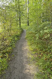 Western Pomerania Scenery Drucke: Forest path, Langenberg, Bansin