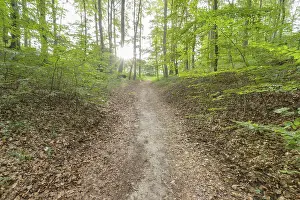 Western Pomerania Scenery Drucke: Forest path, Langenberg, Bansin
