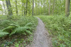 German Forest Track Drucke: Forest path, Langenberg, Bansin