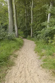 Eastern Germany Woodland Scene Drucke: Forest path, Langenberg, Bansin