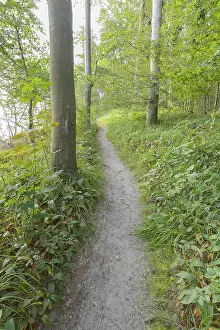 Usedom Island Beach Resort Drucke: Forest path, Langenberg, Bansin