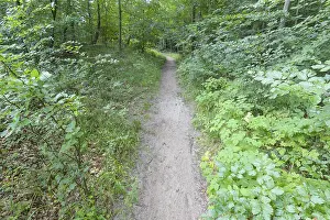 Deserted Forest Track Drucke: Forest path, Langenberg, Bansin