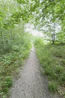 Western Pomerania Scenery Drucke: Forest path, Langenberg, Bansin