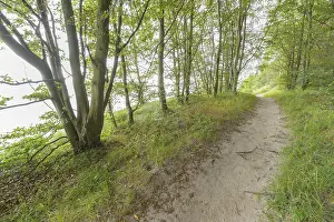 German Baltic Coastline Drucke: Forest path, Langenberg, Bansin