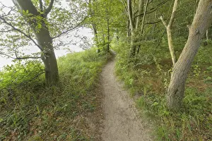 German Baltic Coastline Drucke: Forest path, Langenberg, Bansin