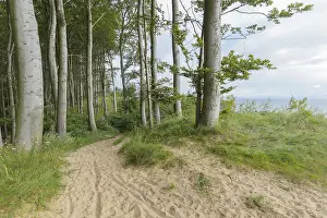 Baltic Sea Seaside Resort Drucke: Forest path, Langenberg, Bansin
