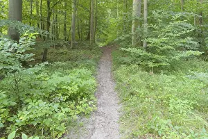 Deserted Forest Path Drucke: Forest path, Langenberg, Bansin
