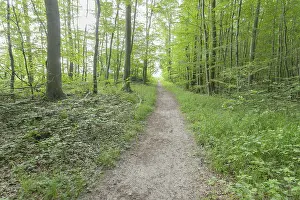 Deserted Forest Trail Germany Drucke: Forest path, Langenberg, Bansin