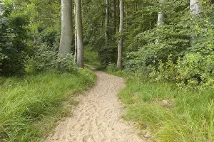 Bansin Seaside Resort Drucke: Forest path, Langenberg, Bansin