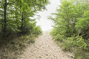 Deserted Forest Track Germany Drucke: Forest path, Langenberg, Bansin