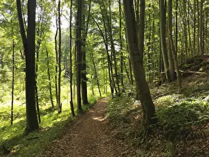 Dense Forest Scenery Drucke: Forest path lined with tall, green trees