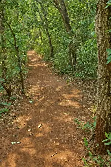 Brazilian Wildlife Sanctuary Drucke: A forest path lined with trees and leaves