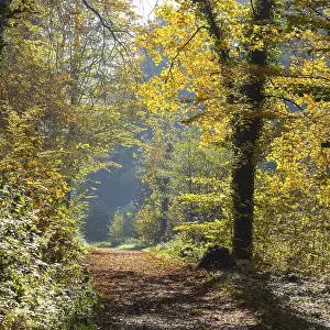 Uninhabited Forest Road Germany Drucke: Forest path through the Rabenauer Grund