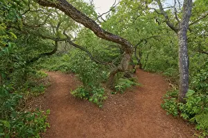 Drucke von Ein Waldweg, der sich in zwei Richtungen teilt, umgeben von dichtem Grün und Bäumen, Rotfuß-Cariama (Cariama cristata), Buraco das Araras Bonito, Pantanal, Brasilien Seriemas Drucke: Ein Waldweg, der sich in zwei Richtungen teilt.