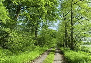 Deserted Forest Track Drucke: Forest path in spring, Lower Saxony, Germany