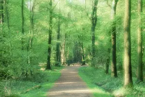German Federal Republic Forests Drucke: Forest path in spring, North Rhine-Westphalia