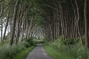 Deserted Forest Track Germany Drucke: Forest path on the steep coast