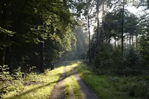 Uninhabited Forest Trail Drucke: Forest path, sun, forest, path