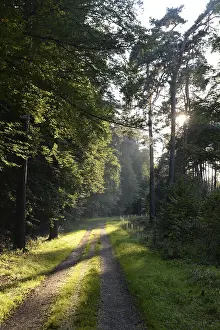 Forest Trail Photography Drucke: Forest path, sun, forest, path