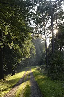 Uninhabited Forest Road Drucke: Forest path, sun, forest, path