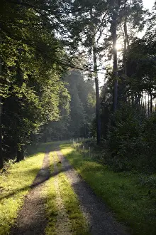 Uninhabited Forest Trail Drucke: Forest path, sun, forest, path