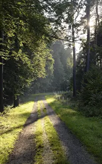 Tree Silhouette Photography Drucke: Forest path, sun, forest, path