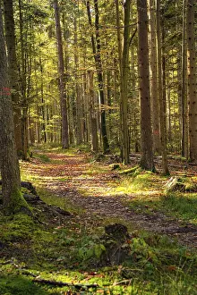 Deserted Forest Track Drucke: Forest path with sunlight, Schomberg