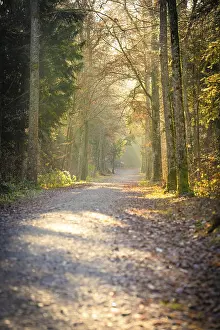 Atmospheric Landscape Photo Germany Drucke: Forest path at sunrise, Nagold