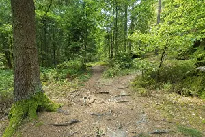 Uninhabited Austrian Landscapes Drucke: Forest paths, Blockheide, Lower Austria, Austria