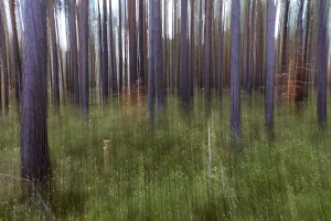 Pine Forest Germany Drucke: Forest, pine trees (Pinus), pine forest