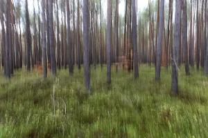 European Coniferous Forests Drucke: Forest, pine trees (Pinus), pine forest