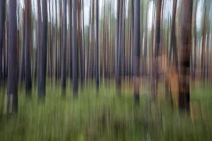 European Coniferous Forests Drucke: Forest, pine trees (Pinus), pine forest