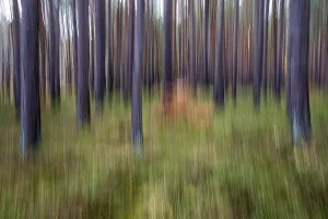 Pine Forest Germany Drucke: Forest, pine trees (Pinus), pine forest
