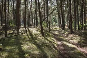 Lower Saxony Landscape Drucke: Forest, play of light, forest path