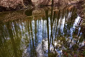 German Countryside Photo Drucke: Forest reflected in a pond, winter, Germany
