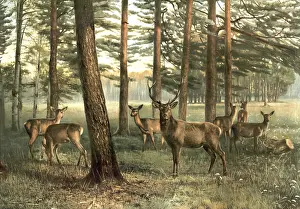 Drucke von Waldbild mit einem Gruppe von Hirschen und Rehen, Schulbild, Illustration, Reproduktion eines Modells aus dem 19. Jahrhundert Wald-Kunstwerk Drucke: Waldbild mit einem Gruppe von Hirschen und Rehen.