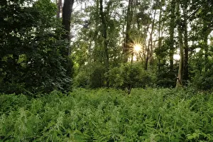 Sunset In The Woods Drucke: Forest with setting sun, aperture star