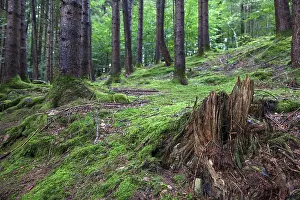 Bavaria Forest Drucke: Forest soil covered with moss between trees