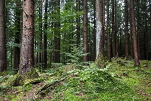 Moss Covered Forest Floor Drucke: Forest soil covered with moss between trees