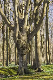 Open Air Landscapes Drucke: A forest in spring