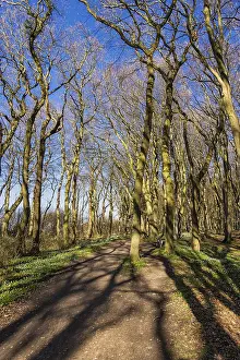 Spring Forest Landscape Drucke: A forest in spring